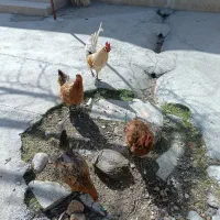 سه عدد مرغ تخم گذار و یه خروس