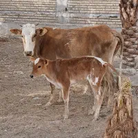 گاو گوساله گوسفند بره بز گاومیش درشادگان