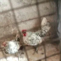 مرغ خروس مینیاتوری|حیوانات مزرعه|خوسف, |دیوار