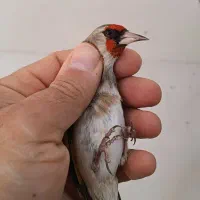 سهره گل بلند درشت و کشیده|پرنده|خرمدره, |دیوار