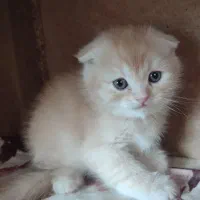 اسکاتیش گلد چشم سبز|گربه|تهران, هفت حوض|دیوار