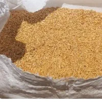 گندم دیم امریکایی