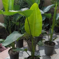 نخل نیکولای خاص و کلکسیونی