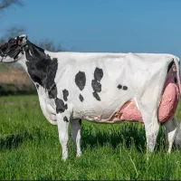 کارگر دامداری، گاوداری