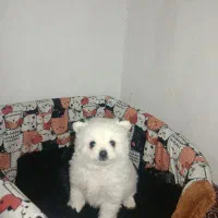 سگ پامر|سگ|شاهرود, |دیوار