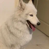 واگذاری فوری سامویید|سگ|کرج, کمال‌شهر|دیوار