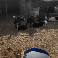 خرید وفروش میش بره قوچ بز بزغاله درشاهین شهر گرگاب|حیوانات مزرعه|شاهینشهر, گرگاب|دیوار