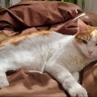 گربه واگذاری