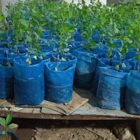 نهال کنار|گل و گیاه طبیعی|اهرم, |دیوار