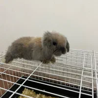 خرگوش لپ نژاد اصل