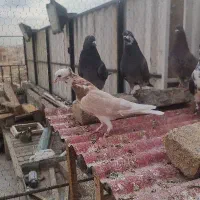 کفتر|پرنده|تهران, وحیدیه|دیوار