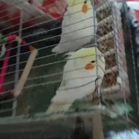 یک جفت عروس هلندی لوتینو|پرنده|فامنین, |دیوار