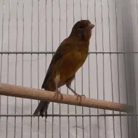 پرنده قناری نر