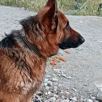 سگ ژرمن شپرد کینگ سایز