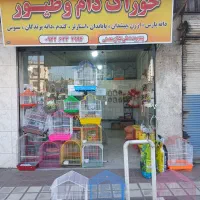 فنچ نر|پرنده|لاهیجان, کوی زمانی|دیوار