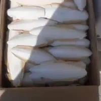 کف دریا