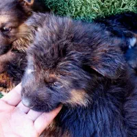 سگ ژرمن شولاین|سگ|تهران, تهرانپارس غربی|دیوار