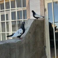 نر ماده سینه ای