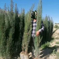 سروناز شیراز نایلکسی