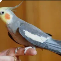 دوعدد عروس هلندی جفت