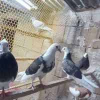 سلام جها ر طوق جوجه ابلق پر شی|پرنده|قم, آزادگان|دیوار