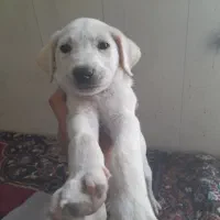 سگ پیتبول واگذاری|سگ|دزفول, |دیوار