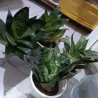 گل سانسوریا