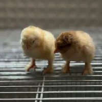 جوجه برهما زینتی|حیوانات مزرعه|اصفهان, ارغوانیه|دیوار