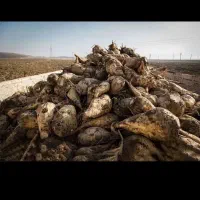 کابینت|عمدهفروشی|زاغه, |دیوار