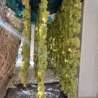 کشمش مروست|خوردنی و آشامیدنی|یزد, |دیوار