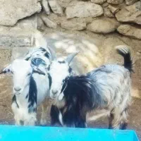 سه تا کهره داشتی تمیز