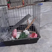 قفس عروس هلندی|پرنده|قدس, |دیوار