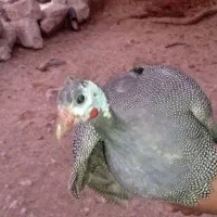 3عدد مرغ شاخ دار به فروش میرسد