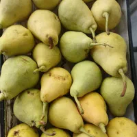 سیب انگور سرکه ای آلو سیاه لواشکی میوه فروشی|خوردنی و آشامیدنی|اصفهان, کوجان|دیوار