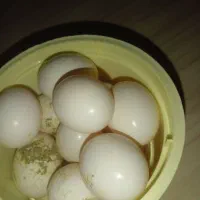 تعدادی تخم کفتر تازه تازه