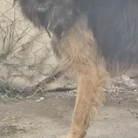 سگ ژرمن