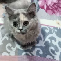 گربه اسکاتیش و برتیش ماده