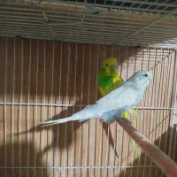 مرغ عشق عروس هلندی فنچ کبوتر