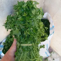 فروش انواع سبزیجات|خوردنی و آشامیدنی|جونقان, |دیوار