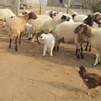 گوسفند جوان داشتی|حیوانات مزرعه|قره ضیاالدین, |دیوار