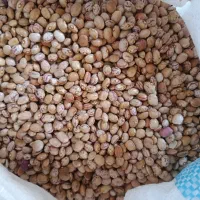 دو تن لوبیا چیتی سالم سرمازده