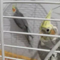 پرنده سخنگو