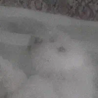 نژاد شیتزو نر