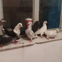 هفت تا کفتر درشت و زیبا|پرنده|قروه, |دیوار