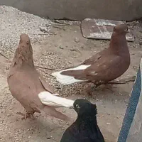 کبوتر دمسفید