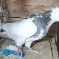 کبوتر ماده طوقی کاکلی