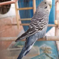 مرغ عشق ماده زیبا|پرنده|بهبهان, |دیوار