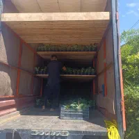 باربری / حمل گل‌های آپارتمانی و حمل اثاثیه|خدمات حمل و نقل|محلات, |دیوار