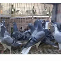 جوجه دمگیر