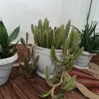 گل های کاکتوس و گل های زیبا|گل و گیاه طبیعی|ارومیه, |دیوار